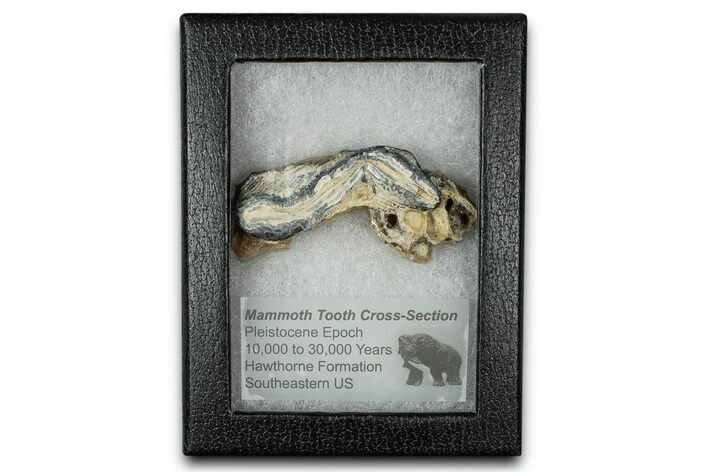 Mammoth Molar Slice With Case - South Carolina #350004